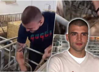 Arkanov sin čisti svinjac u Titelu – Veljko je gradski život potpuno zamenio seoskim: “Užasava me ispijanje kafa po gradu”