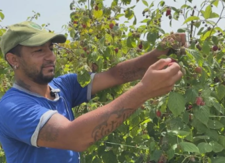 Pojavio se u filmu “Toma” i “Žigosani u reketu”, a sada bere maline za dnevnicu: “Moram da prehranim petoro dece”