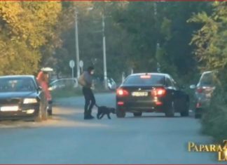 “Razočarenje godine”: Sloboda Mićalović šutira psa nasred ulice – Ljudi frapirani ponašanjem glumice