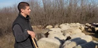 Miloš ima 21 godinu, dane provodi u šatoru i čuva 300 ovaca – Školovanje finansira od njih: “Nisam zavisio ni od mame ni od tate”