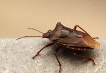 Sa prvim danima jeseni kreće invazija smrdibuba: Prema narodnom verovanju, ove insekte ne treba ubijati, evo i zašto