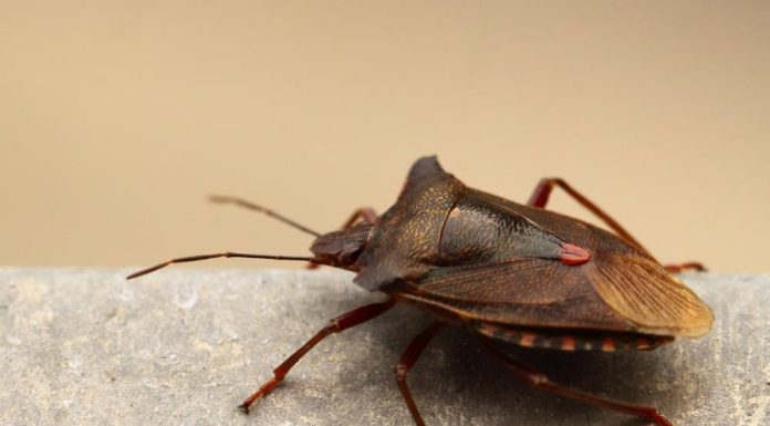 Sa prvim danima jeseni kreće invazija smrdibuba: Prema narodnom verovanju, ove insekte ne treba ubijati, evo i zašto